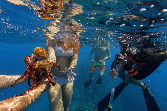 Ultimate 4 Hour Lanai Snorkel and Dolphin Encounter - Is $175 a fair price?