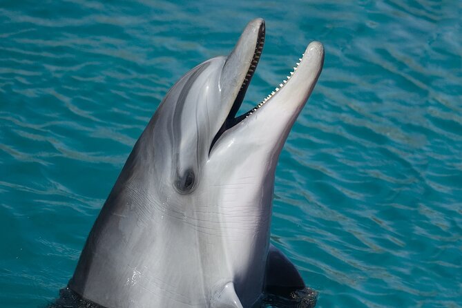 Ultimate Key West Day: Dolphin & Snorkel Combo with Sunset Sail - Key Points Before You Book