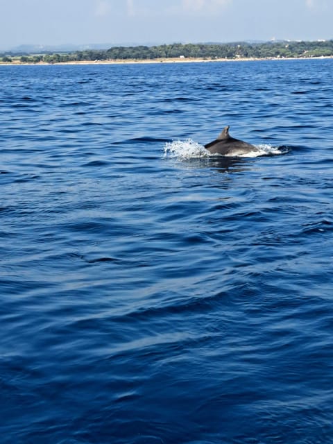 Umag: Dolphinwatching & sunset panorama tour - What the $41 price really buys you