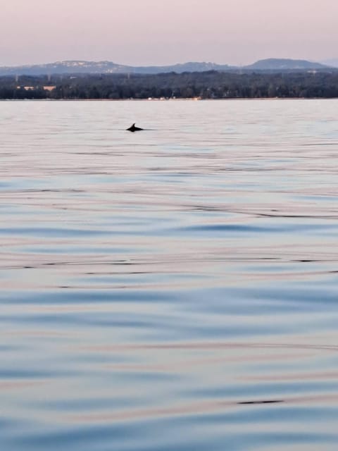 Umag: Dolphinwatching & sunset panorama tour - The wildlife question deserves honest attention