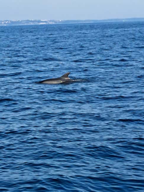 Umag: Dolphinwatching & sunset panorama tour - Who will enjoy this boat trip most