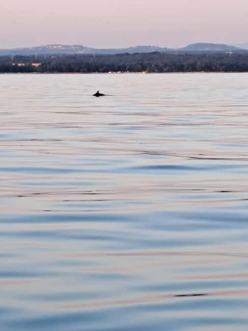 Umag: Dolphinwatching & sunset panorama tour - Finding Fontana and getting ready to leave