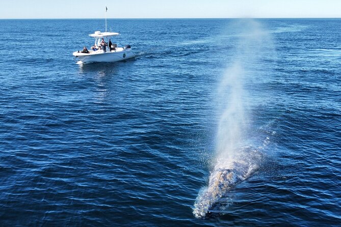 Up Close Dolphin & Whale Watching - What you may see beyond dolphins