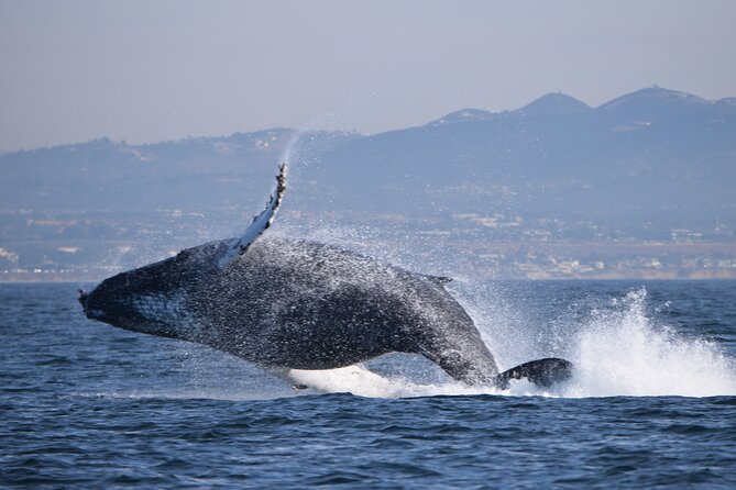Up Close Dolphin & Whale Watching - The captain can make or break the day