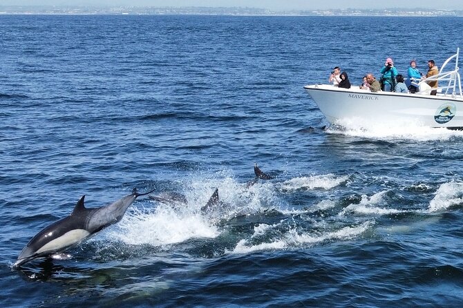 Up Close Dolphin & Whale Watching - Is $85 a fair price?