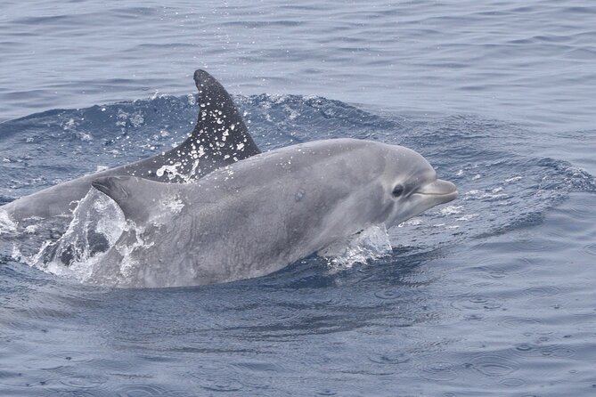 Up Close Dolphin & Whale Watching - Timing, weather, and what to bring