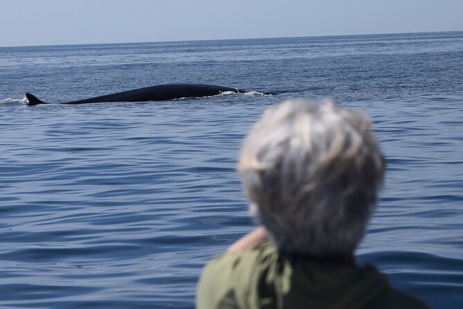 Up Close Dolphin & Whale Watching - How to get the best wildlife experience
