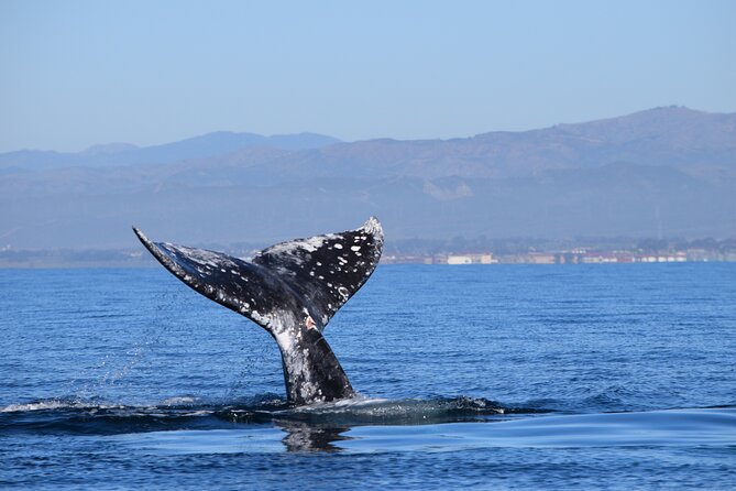 Up Close Dolphin & Whale Watching - Who should book this tour?