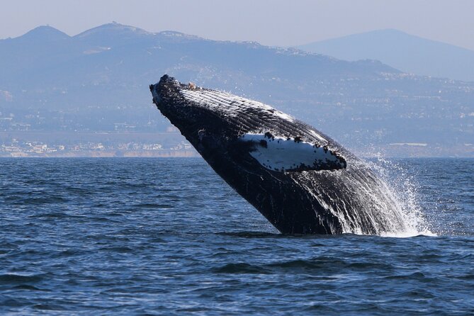 Up Close Dolphin & Whale Watching - Leaving from Oceanside Harbor