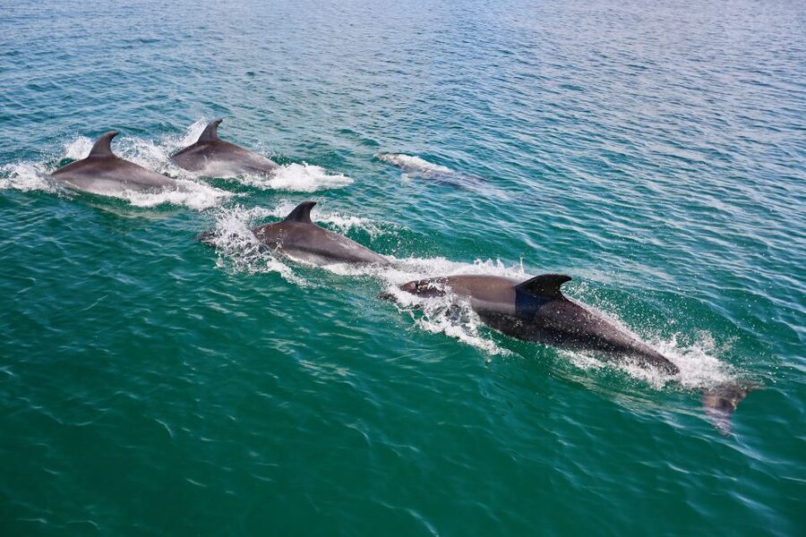 Vilamoura: Boat Tour Dolphin Quest & Marine Life Search - Key points to know before you sail
