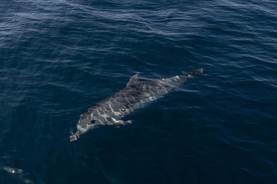 Vilamoura: Boat Tour Dolphin Quest & Marine Life Search - How the crew shapes the trip