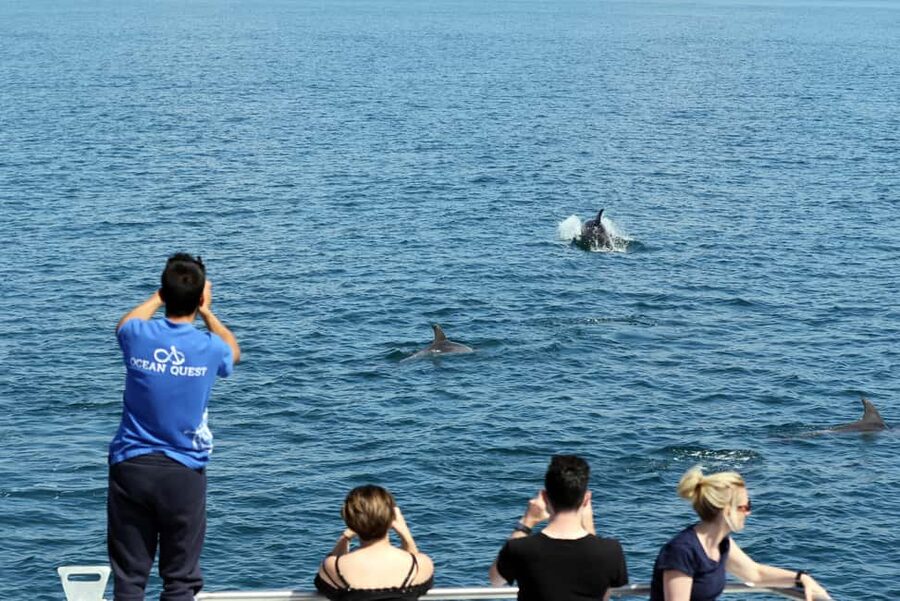 Vilamoura: Boat Tour Dolphin Quest & Marine Life Search - Who will enjoy this most