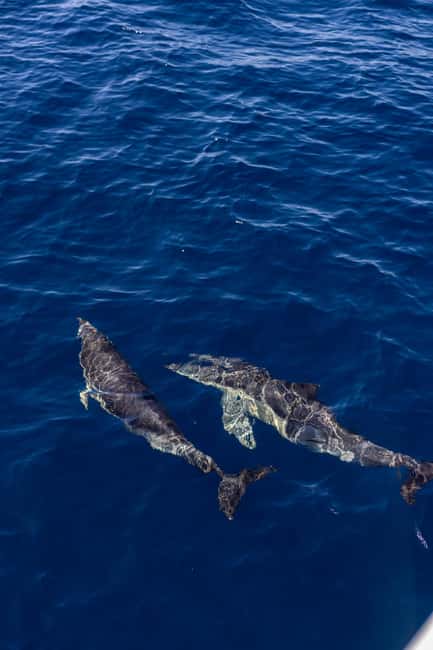 Vilamoura: Boat Tour Dolphin Quest & Marine Life Search - Booking details that can save you trouble