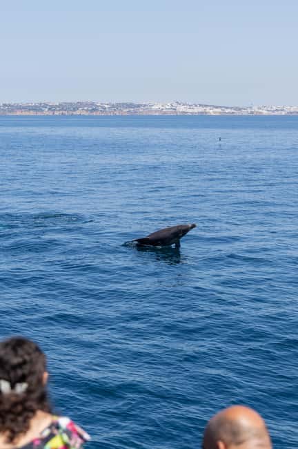 Vilamoura: Boat Tour Dolphin Quest & Marine Life Search - Should you book OceanQuest?