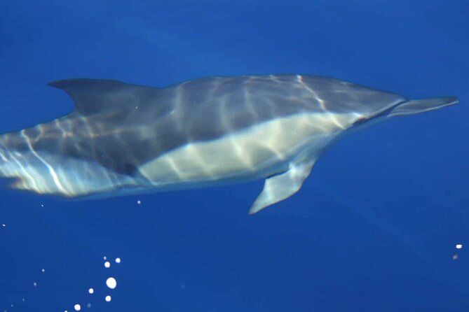 ViP Full Day Swimming With Dolphin Sea Trip With Lunch - Hurghada - Sailing Out From Hurghada At 8:00 am