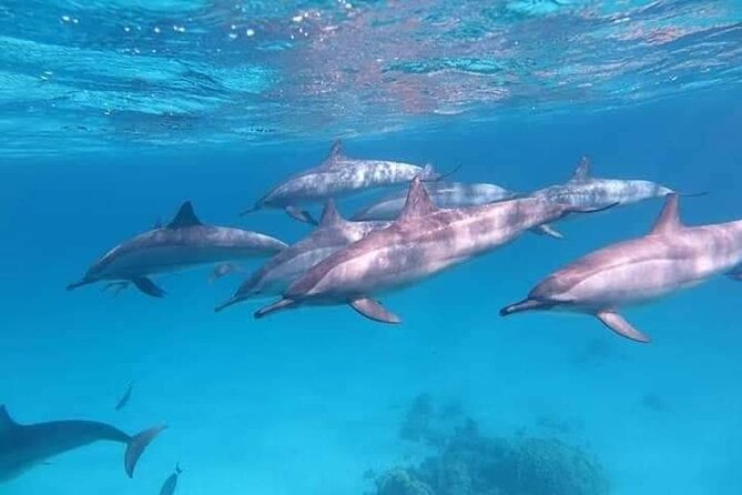 ViP Full Day Swimming With Dolphin Sea Trip With Lunch - Hurghada - The Crew And Safety Setup