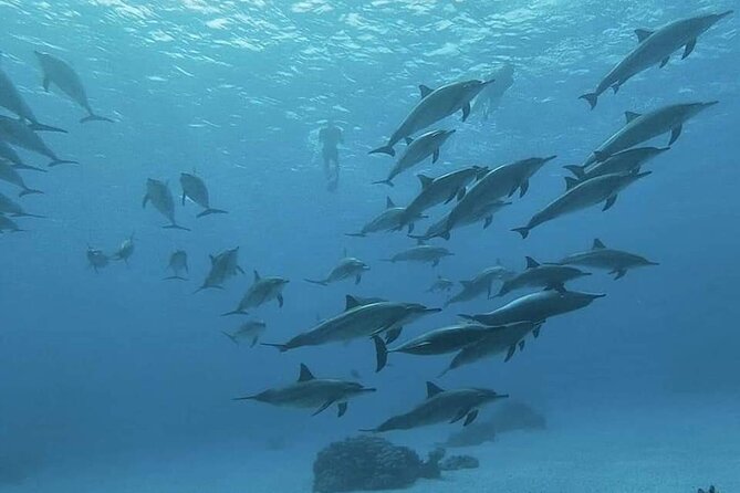 ViP Full Day Swimming With Dolphin Sea Trip With Lunch - Hurghada - Is $15.30 Good Value?