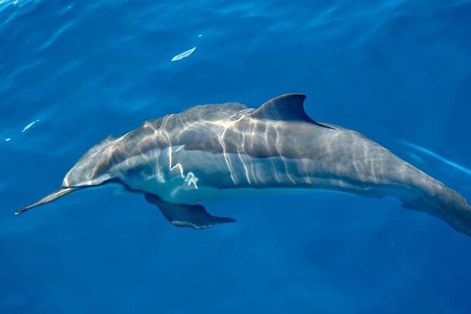 ViP Full Day Swimming With Dolphin Sea Trip With Lunch - Hurghada - How The Day Can Go Right, And Wrong