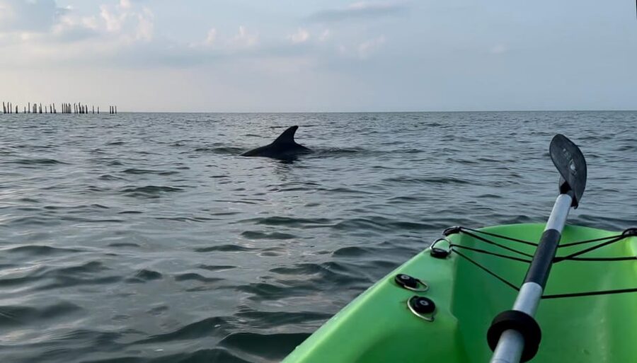 Virginia Beach: Dolphin Kayak Tour: This is a Workout! - Key points to know before you paddle
