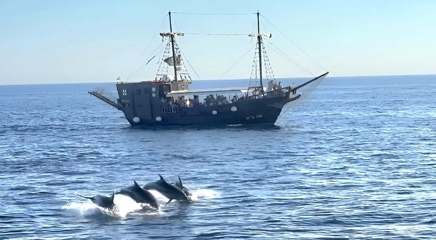 Vrsar: Dolphin Watching Boat Ride - Key points to know before you book
