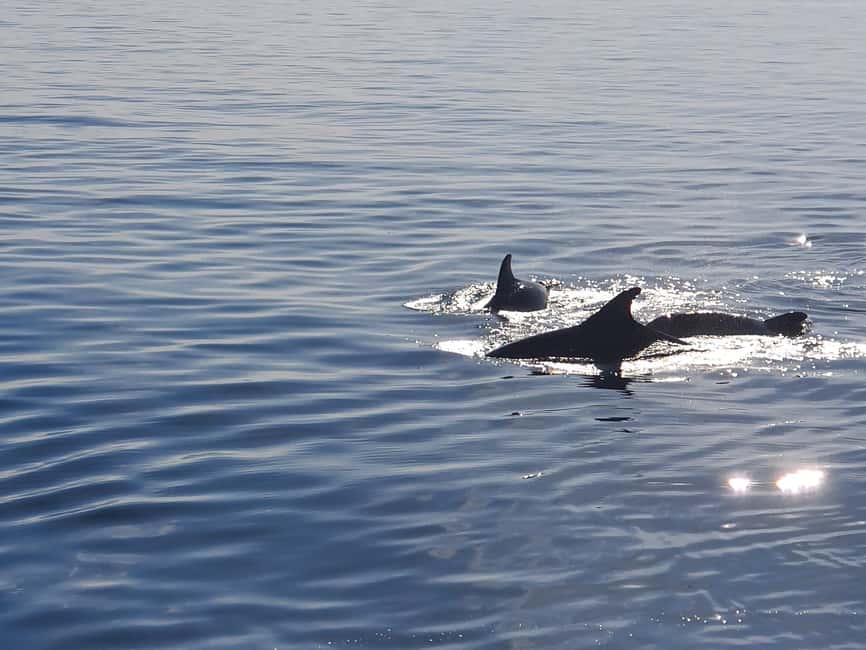 Vrsar: Dolphin Watching Boat Ride - Should you book the Vrsar dolphin cruise?