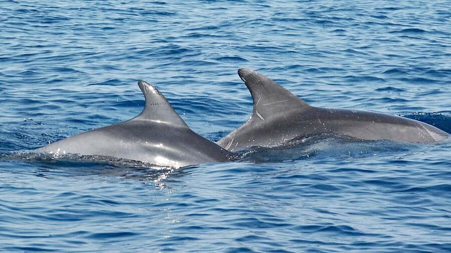 Vrsar: Dolphin Watching Boat Ride - Vrsar from the water