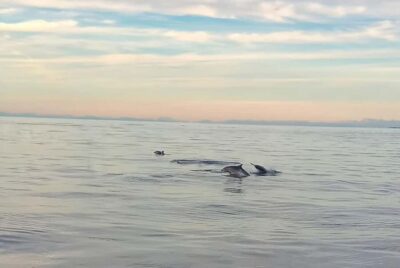 Vrsar: Dolphin Watching Boat Ride