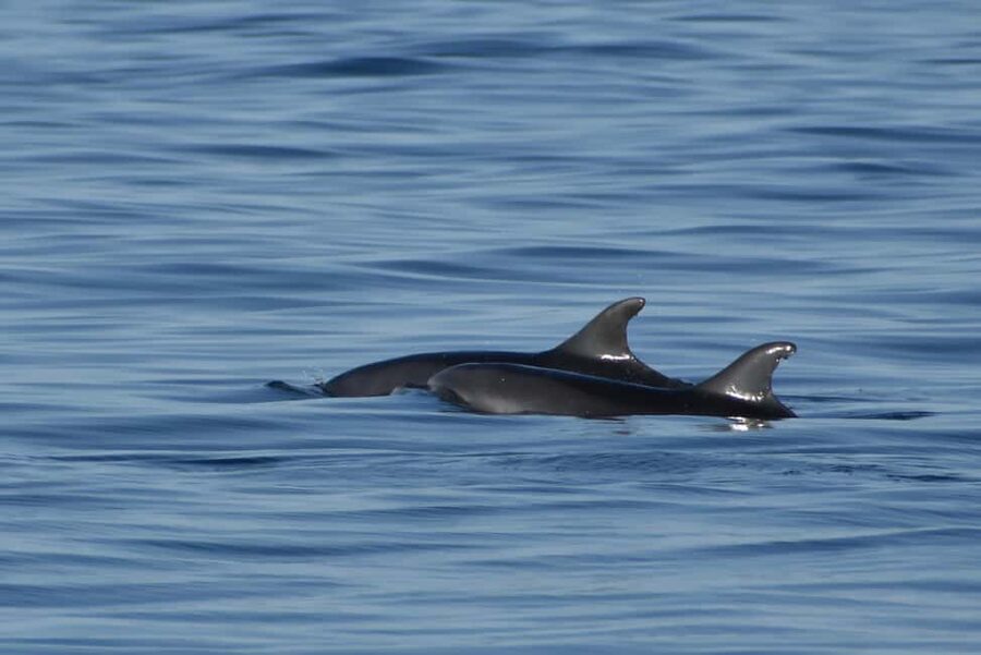 Vrsar: Dolphin Watching Boat Ride - What the two-hour schedule means for your day