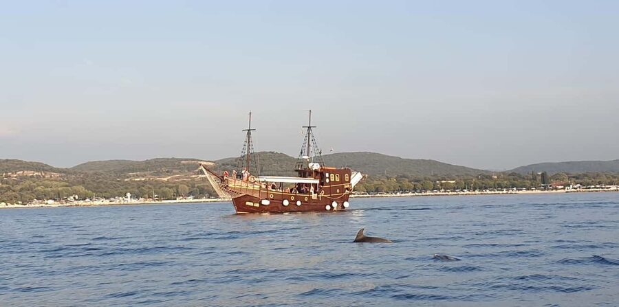 Vrsar: Dolphin Watching Boat Ride - Who will enjoy the boat ride most