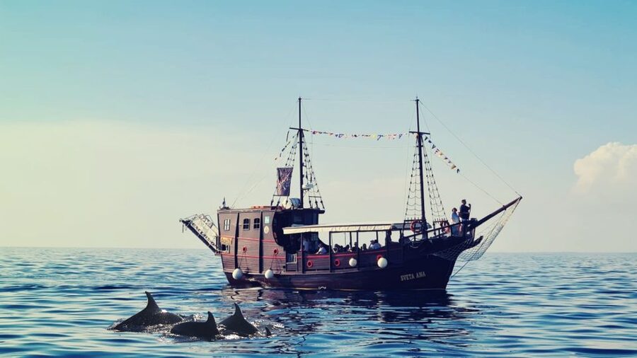 Vrsar: Dolphin Watching Boat Ride - What the praise tells you about the experience