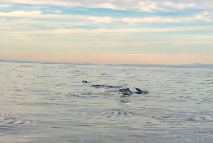 Vrsar: Dolphin Watching Boat Ride - Searching the Adriatic for dolphins