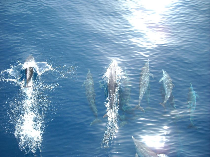 Vrsar: Dolphin Watching Boat Tour including Drinks - Key points to know before you go