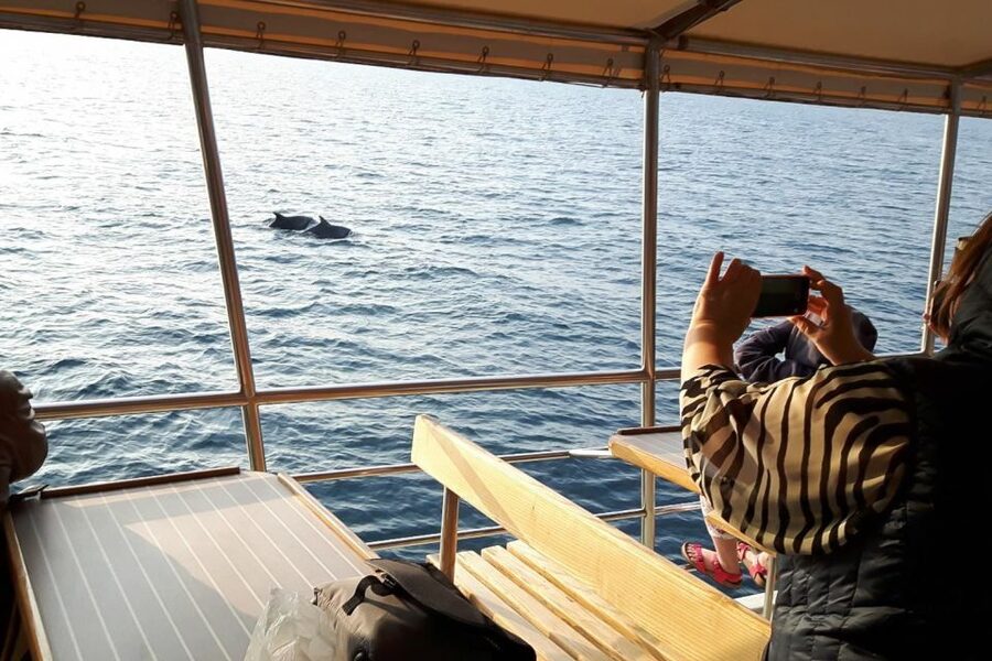 Vrsar: Dolphin Watching Boat Tour including Drinks - Setting out from Vrsar harbor