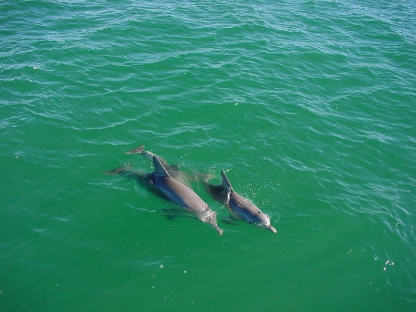 Vrsar: Dolphin Watching Boat Tour including Drinks - Drinks, views, and the rhythm of the cruise