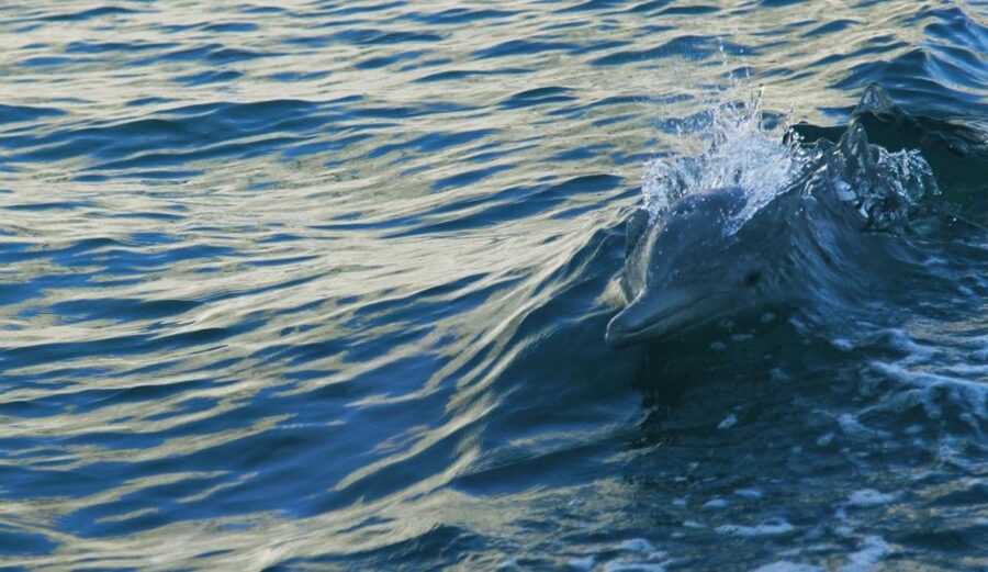Vrsar: Dolphin Watching Boat Tour including Drinks - Swimming and snorkeling in a clear bay