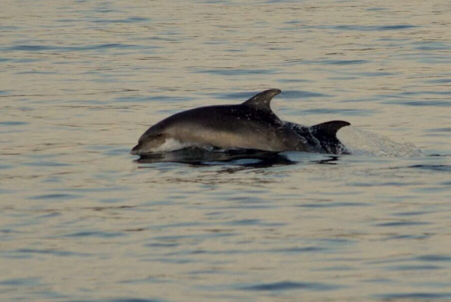 Vrsar: Dolphin Watching Boat Tour including Drinks - Who will enjoy the Mikela trip most?