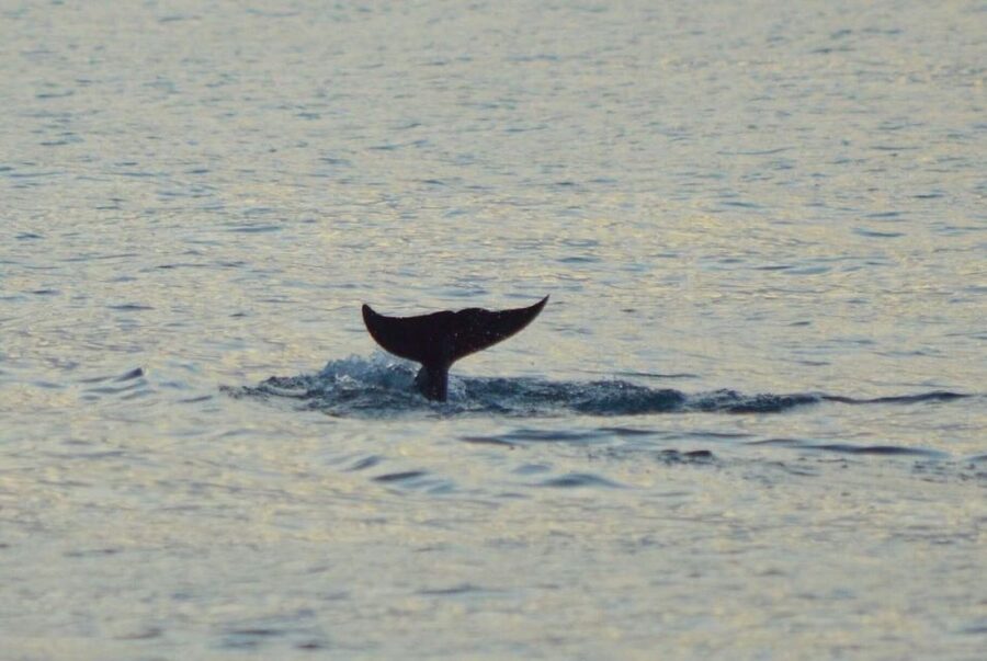 Vrsar: Dolphin Watching Boat Tour including Drinks - Language and service expectations