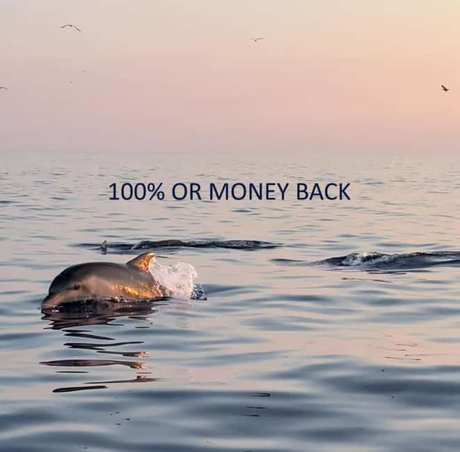 Vrsar: Dolphin-Watching Sunset Adventure with Speedboat - Key points at a glance