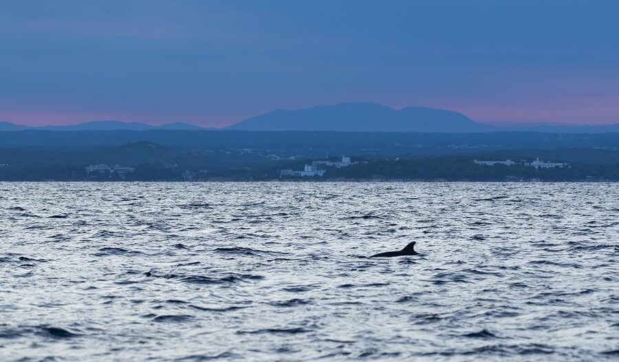 Vrsar: Dolphin-Watching Sunset Adventure with Speedboat - Who should book this Vrsar dolphin tour?