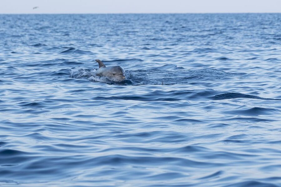 Vrsar: Dolphin-Watching Sunset Adventure with Speedboat - Watching dolphins in their own habitat