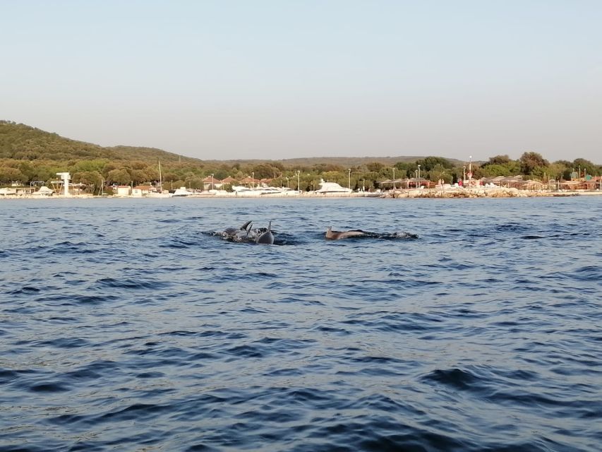 Vrsar: Dolphin-Watching Sunset Adventure with Speedboat - Sunset turns a short ride into an evening outing