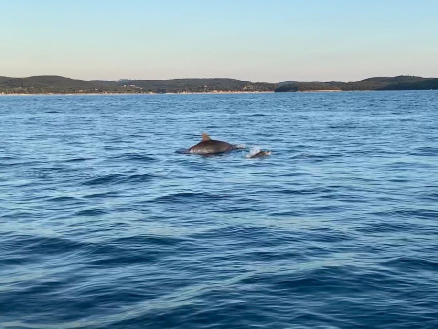 Vrsar: Dolphin-Watching Sunset Adventure with Speedboat - Group size, comfort, and families