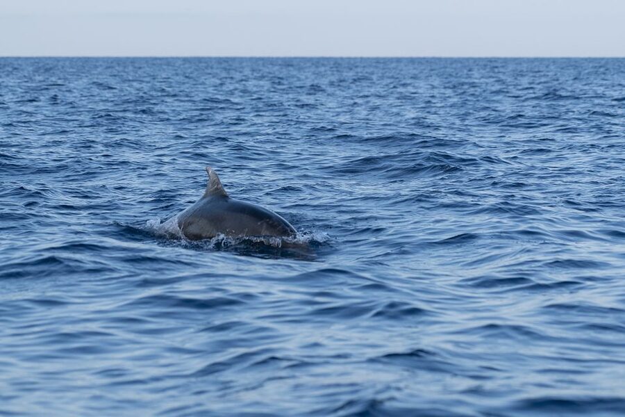 Vrsar: Dolphin-Watching Sunset Adventure with Speedboat - Weather is the real wildcard