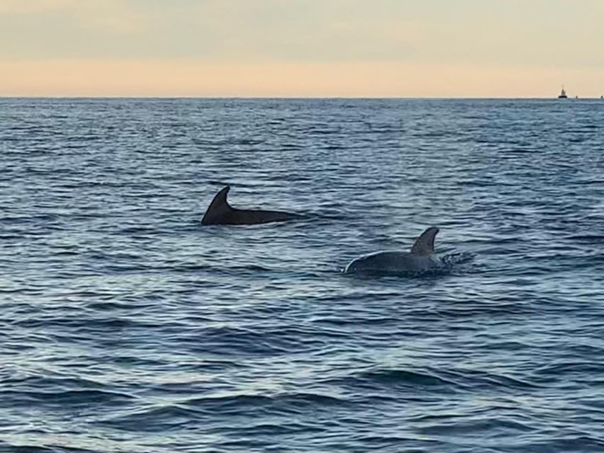Vrsar: Dolphin-Watching Sunset Adventure with Speedboat - Is $29 a good value?