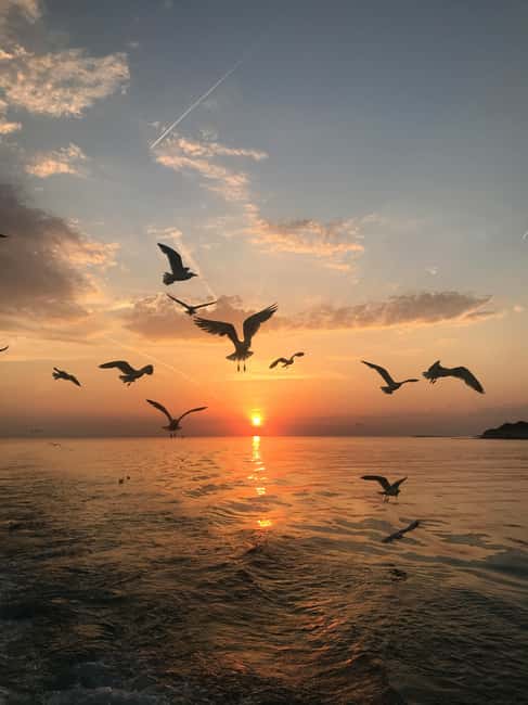 VRSAR: Night Boat Tour to Rovinj with Dolphin Watching - What $35 buys you
