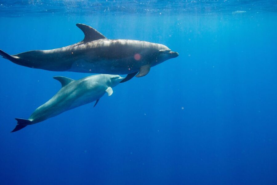 Waianae, Oahu: Swim with Dolphins (Semi-Private Boat Tour) - Snorkeling With Turtles and Reef Fish