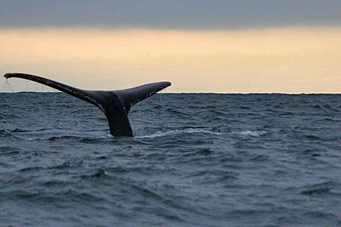 Waitukubuli Dolphin and Whale Watch in Dominica - Key points to know before you sail