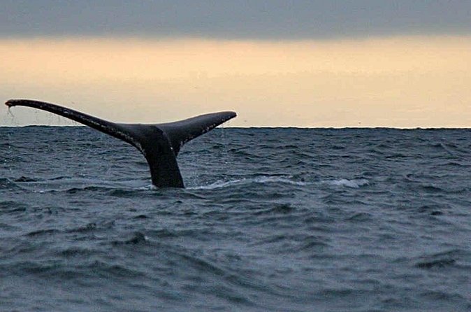 Waitukubuli Dolphin and Whale Watch in Dominica - What a good sighting can look like