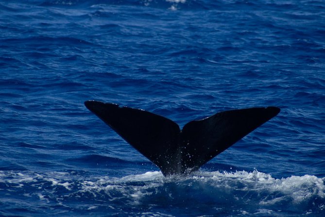 Waitukubuli Dolphin and Whale Watch in Dominica - Guides, commentary, and the human side of the trip