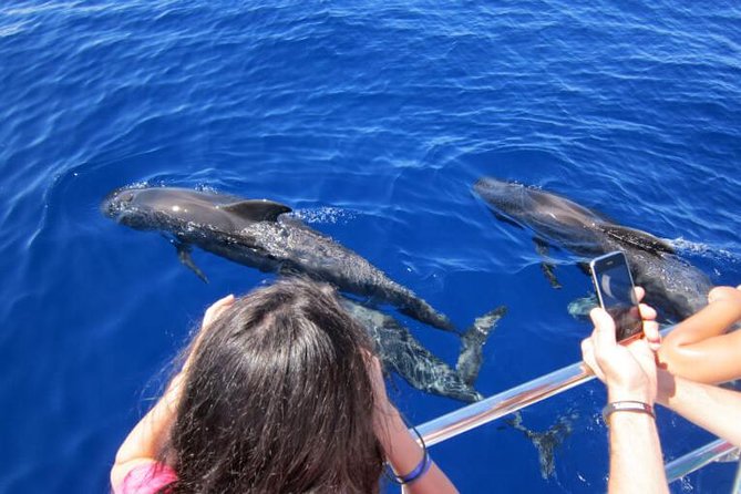 Waitukubuli Dolphin and Whale Watch in Dominica - Is $99 a fair price?